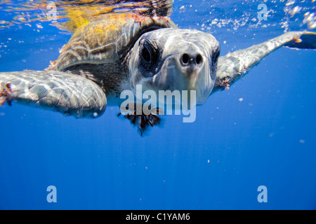 Une vue rapprochée d'une rare tortue à l'île Cocos au large de la côte du Costa Rica. Banque D'Images