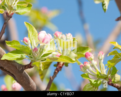 Bourgeons d'Apple sur le point d'ouvrir au début du printemps Banque D'Images