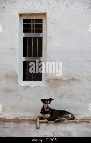 Le portrait d'un village de l'Andhra Pradesh en Inde du sud de chien Banque D'Images