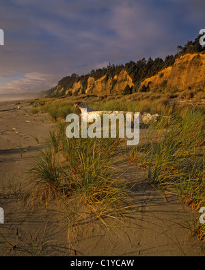 Falaises d'Or Beach Prairie Creek Redwoods State Park en Californie Banque D'Images