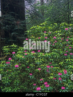 Rhododendrons fleurissent dans Del Norte Redwoods State Park en Californie Banque D'Images