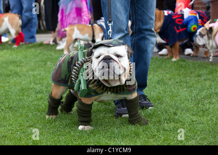 Chien drôle inhabituelle bizarre 'fancy dress' Banque D'Images