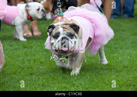 Chien drôle inhabituelle bizarre 'fancy dress' Banque D'Images