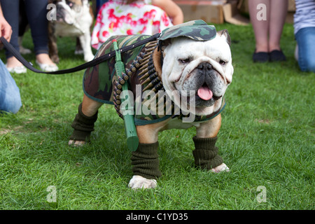 Chien drôle inhabituelle bizarre 'fancy dress' Banque D'Images