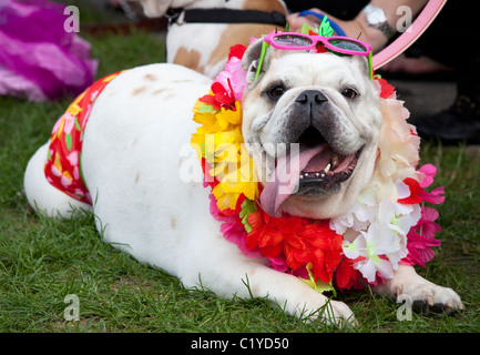 Chien drôle inhabituelle bizarre 'fancy dress' Banque D'Images