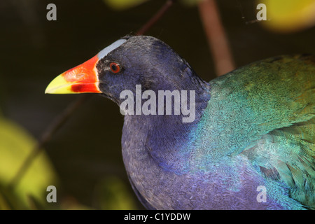 Purple gallinule Anhinga Trail Evergaldes National Park Florida Banque D'Images