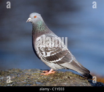 Pigeon domestique. Les oiseaux adultes debout sur un rocher Banque D'Images