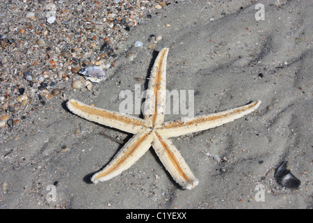 Étoile de mer sur la plage de coquillages Banque D'Images