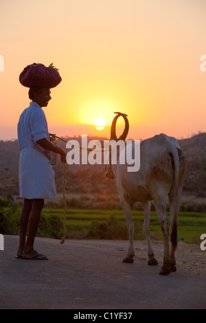 Silhouettes d'un homme avec les bovins dans l'Andhra Pradesh en Inde du Sud Banque D'Images