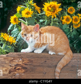 Chat domestique - chaton en face de tournesols Banque D'Images