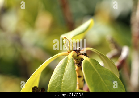 Les jeunes pousses de printemps rhododendron et boutons de fleurs. Banque D'Images