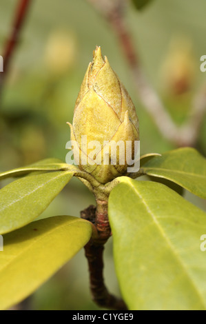 Les jeunes pousses de printemps rhododendron et boutons de fleurs. Banque D'Images