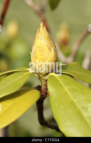 Les jeunes pousses de printemps rhododendron et boutons de fleurs. Banque D'Images