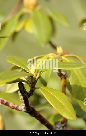 Les jeunes pousses de printemps rhododendron et boutons de fleurs. Banque D'Images