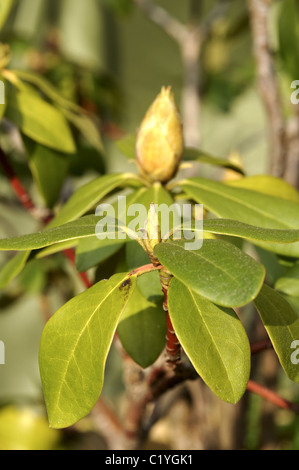 Les jeunes pousses de printemps rhododendron et boutons de fleurs. Banque D'Images