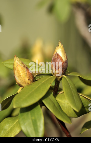 Les jeunes pousses de printemps rhododendron et boutons de fleurs. Banque D'Images