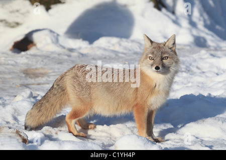 Corsac fox - debout dans la neige / Vulpes corsac Banque D'Images