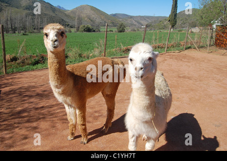 Deux alpagas à la ferme africaine Banque D'Images