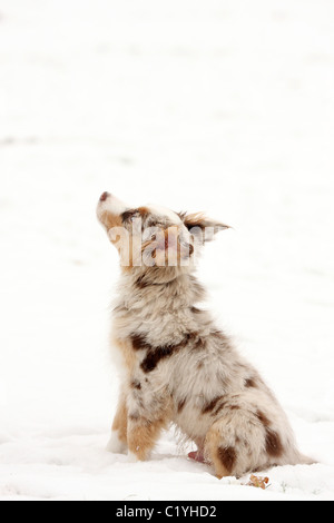 Jeune chien berger australien - sitting in snow Banque D'Images