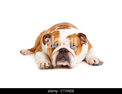 Coupe-British Bulldog studio shot Banque D'Images