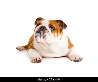 Coupe-British Bulldog studio shot Banque D'Images