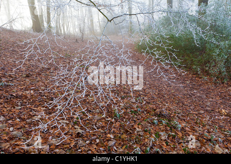 Givre et brouillard en hiver en Scottsquar Maitlands sur bois Hill dans les Cotswolds, au bord de la Loire, England, UK Banque D'Images