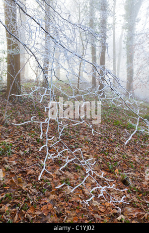 Givre et brouillard en hiver en Scottsquar Maitlands sur bois Hill dans les Cotswolds, au bord de la Loire, England, UK Banque D'Images