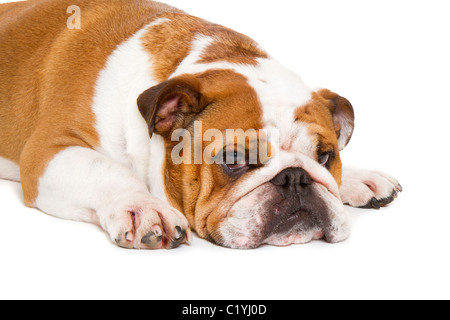 Coupe-British Bulldog studio shot Banque D'Images