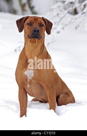 Rhodesian Ridgeback - chien assis dans la neige Banque D'Images