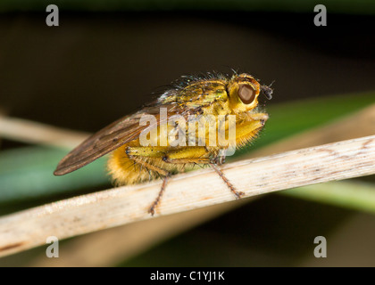 Jaune commun Dung Fly (Scathophaga stercoraria) Banque D'Images