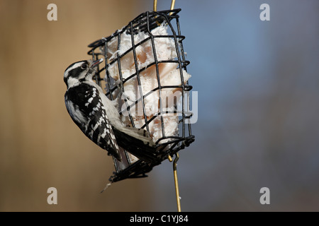 Pic mineur (Picoides pubescens medianus), sous-espèce de l'Est, femme en quête de nourriture Banque D'Images