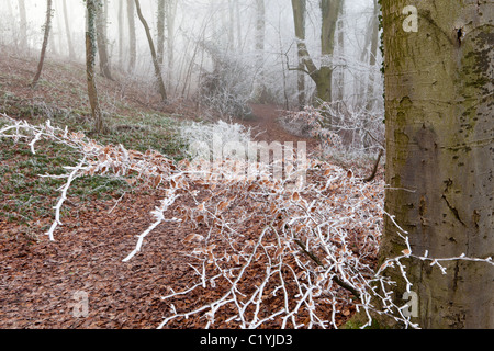 Givre et brouillard en hiver en Scottsquar Maitlands sur bois Hill dans les Cotswolds, au bord de la Loire, England, UK Banque D'Images