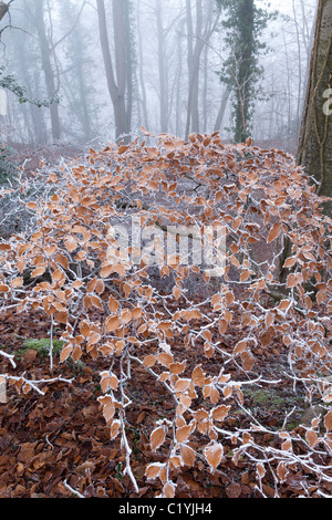 Givre et brouillard en hiver en Scottsquar Maitlands sur bois Hill dans les Cotswolds, au bord de la Loire, England, UK Banque D'Images