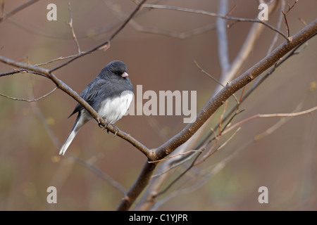 Le Junco ardoisé (Junco hyemalis hyemalis), sous-espèce de couleur ardoise, mâle en plumage d'hiver parfaite Banque D'Images