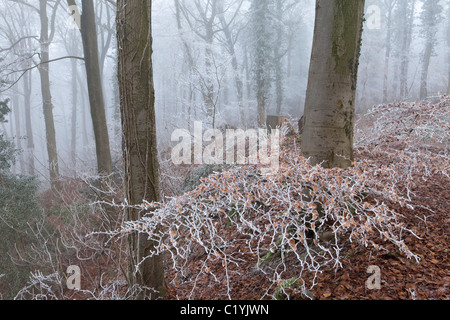 Givre et brouillard en hiver en Scottsquar Maitlands sur bois Hill dans les Cotswolds, au bord de la Loire, England, UK Banque D'Images