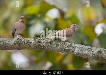 Laughing Dove (Spilopelia senegalensis, Streptopelia senegalensis). Deux adultes perché sur une branche Banque D'Images
