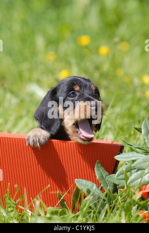 Minature teckel à poil dur - chien chiot de fort Banque D'Images