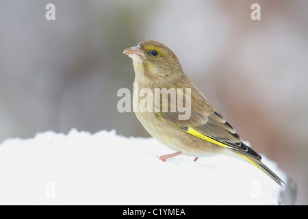 Verdier d'Europe Carduelis chloris / dans la neige Banque D'Images