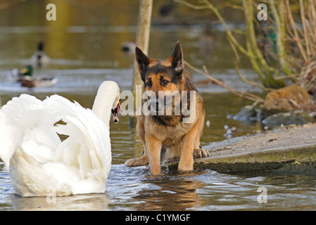 Mâle adulte cygne muet off avertissement grand chien de berger allemand Alsacien ou sur le côté d'un lac de façon agressive Banque D'Images