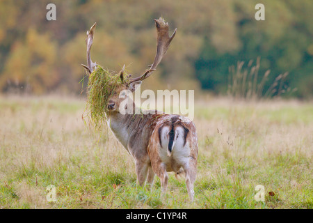 Le daim avec de l'herbe sur bois / Dama dama Banque D'Images