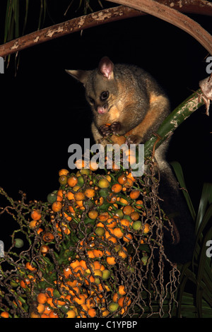 Possum brushtail commun se nourrit de fruits de palmiers cocos ou queen Banque D'Images