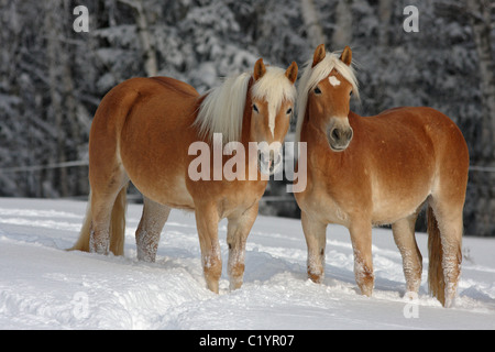 Deux chevaux Haflinger - debout dans la neige Banque D'Images