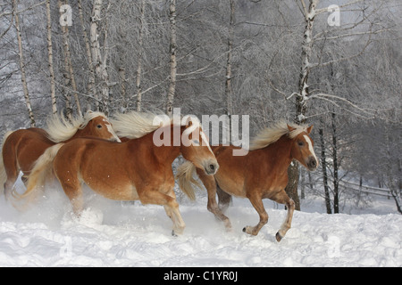 Trois chevaux Haflinger - courir dans la neige Banque D'Images