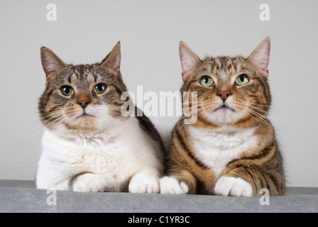 Leo et bulles Banque D'Images