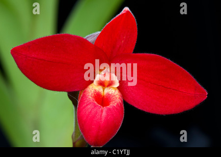 Orchidée rouge (Phragmipedium sp., 'Fire' Cannelle) Banque D'Images
