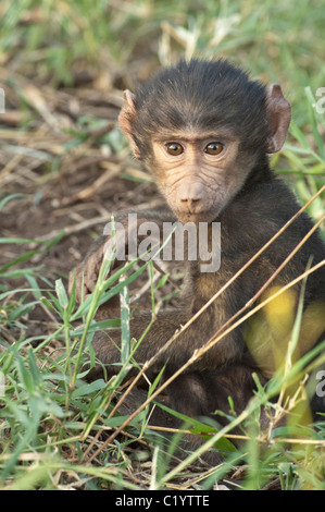 Stock photo d'un bébé babouin assis sur le sol. Banque D'Images