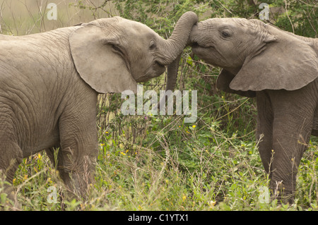 Stock photo de deux bébés éléphants jouant avec leurs troncs. Banque D'Images