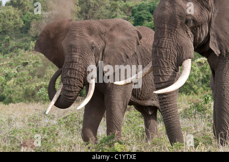 Stock photo de deux éléphants bull debout à côté de l'autre. Banque D'Images