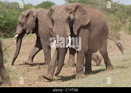 Stock photo de deux éléphants bull debout à côté de l'autre. Banque D'Images