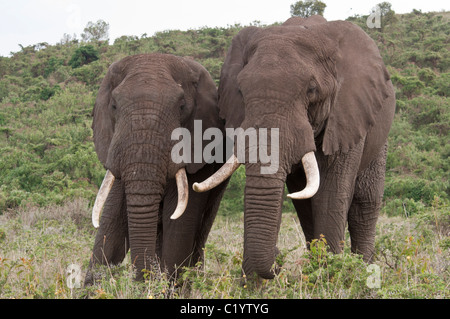 Stock photo de deux éléphants bull debout à côté de l'autre. Banque D'Images